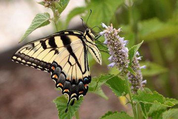 An Eastern Tiger Swallowtail Butterfly feeds on lavender Hyssop flowers in the herb garden on a summer day.