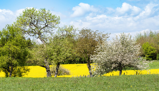 Les collines de Rixheim au printemps