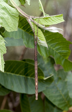 Phasme bâton, Carausius morosus, Madagascar