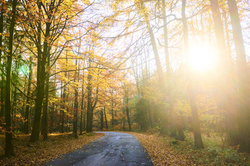 road through a golden forest at autumn
