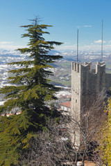 Fir-tree and medieval tower in mountains. San Marino