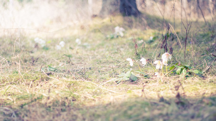 Osterglocken in Natur mit warmer Sonne