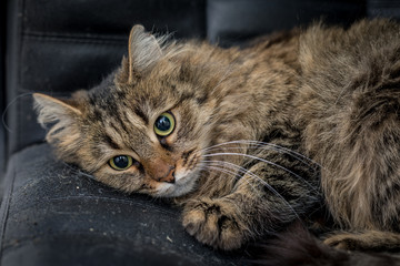 Cute funny tabby gray cat