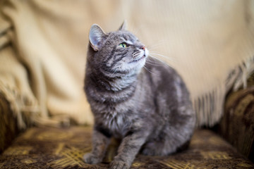 Naklejka na ściany i meble Cute funny tabby gray cat