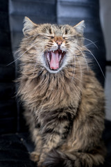 Naklejka na ściany i meble Cute funny tabby gray cat is yawning