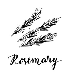 rosemary sketch style vector illustration