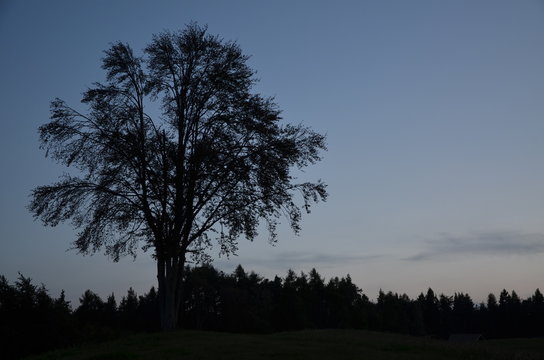 Baumsilhouette in der Abendd&auml;mmerung 