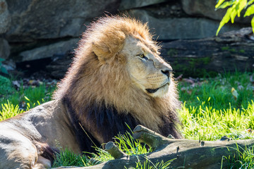 Löwe - Panthera leo