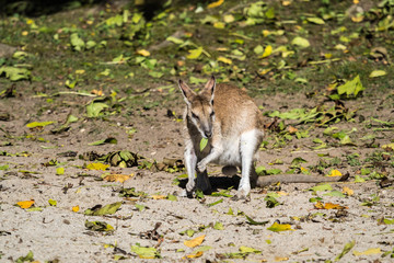 Flinkwallaby - Macropus agilis