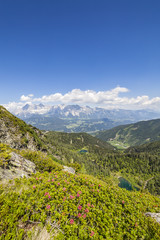 View from mountain with Alpenrose to lake and mountain Dachstein