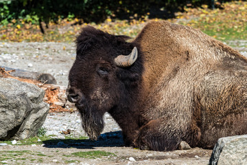 Waldbison - Bison bison athabascae