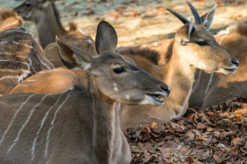 Hirschziegenantilope - Antilope cervicapra