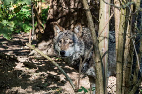 Europ&auml;ischer Wolf - Canis lupus lupus