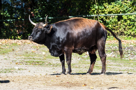 Auerochse - Bos primigenius taurus