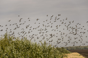 Huge flock of birds are flying in the blue sky over black and yellow field with green trees