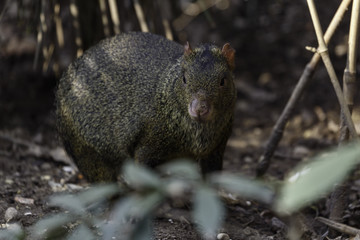 Azara's agouti