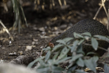 Azara's agouti