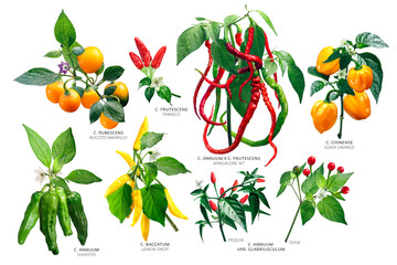 Capsicum peppers plants, paths