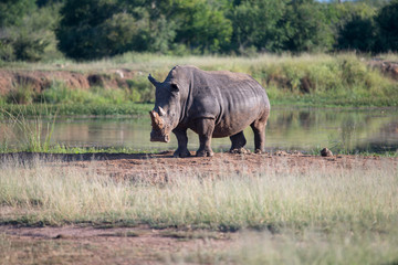 White rhino walking towards the camera in the Kruger National Park, South Africa.	