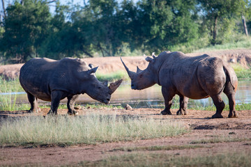 Fototapeta premium White rhino walking towards the camera in the Kruger National Park, South Africa. 