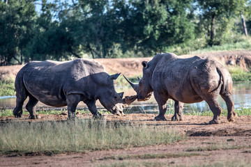 Obraz premium White rhino walking towards the camera in the Kruger National Park, South Africa. 