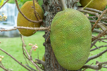 Jackfruit ：ジャックフルーツ　南国　おいしい　果物
