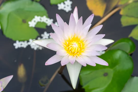 Lotas 蓮華 花 ロータス はす Stock Photo Adobe Stock