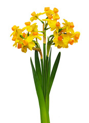 Narcissus flowers in a bouquet