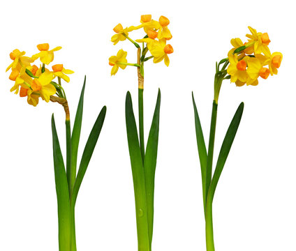 Set of narcissus flowers