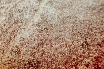 natural mold texture, abstract background