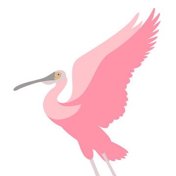 roseate spoonbill bird vector illustration flat style