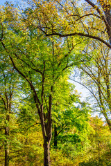 Fototapeta premium Colorful autumn trees
