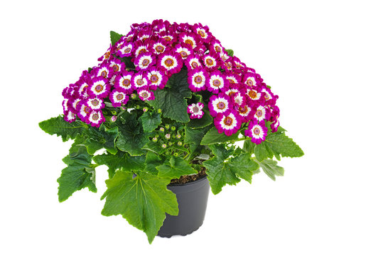 Purple cineraria flowers in plastic pot