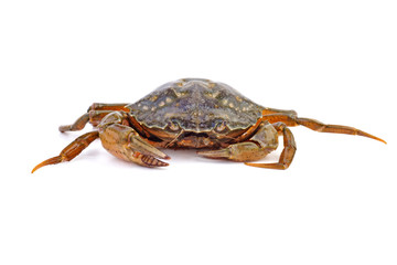 Live crab on a white background.