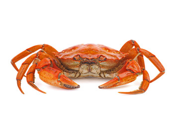 Boiled crab on a white background.