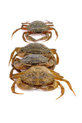 Live crabs on a white background.