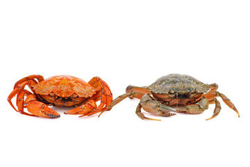 Boiled and live crabs on a white background.