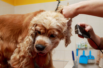 Grooming the hair of dog
