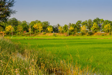 Beautiful rice field before sunset in Kanchanaburi Thailand