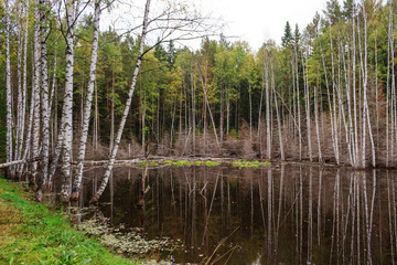A small pond, trees grow around
