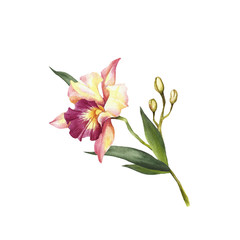 Naklejka premium Image Orchids flowers. Hand draw watercolor illustration.