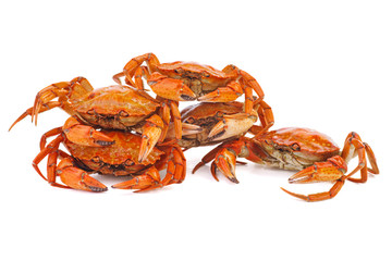 Boiled crabs on a white background.
