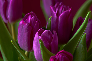 A lilac tulip bud. Macro/Unopened lilac tulip bud close-up. Russia, Moscow, holiday, gift, mood, nature, flower, plant, bouquet, macro