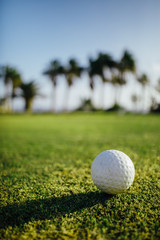 golf ball on green grass, palm trees background