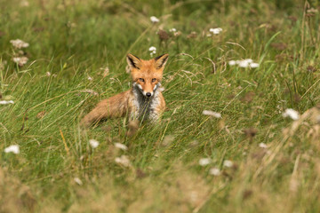 A horizontal portrait of a red fox sitting in a field of grass surrounded by white flowers.