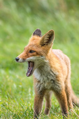 A full body portrait of a yawning red fox standing in a field of grass.