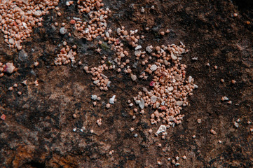 Rock and star sand of Hoshizuna no Hama beach, Iriomote isalnd - Okinawa, Japan