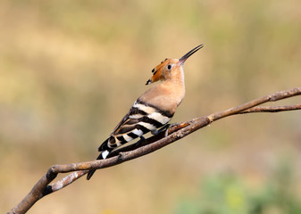Close up photo a hoopoe sits on a diagonale branch on blurred background