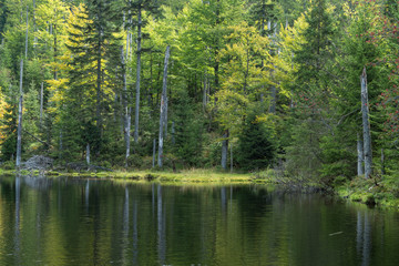 Obraz premium Stausee Martinsklause im Bayerischen Wald