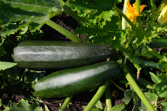 Two zucchini in the garden on a sunny day.